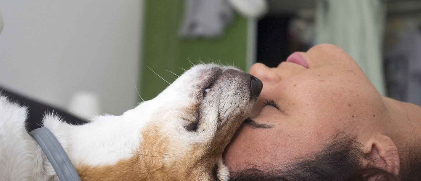 Pet Nutritional Supplements Enhance Energy Vitality